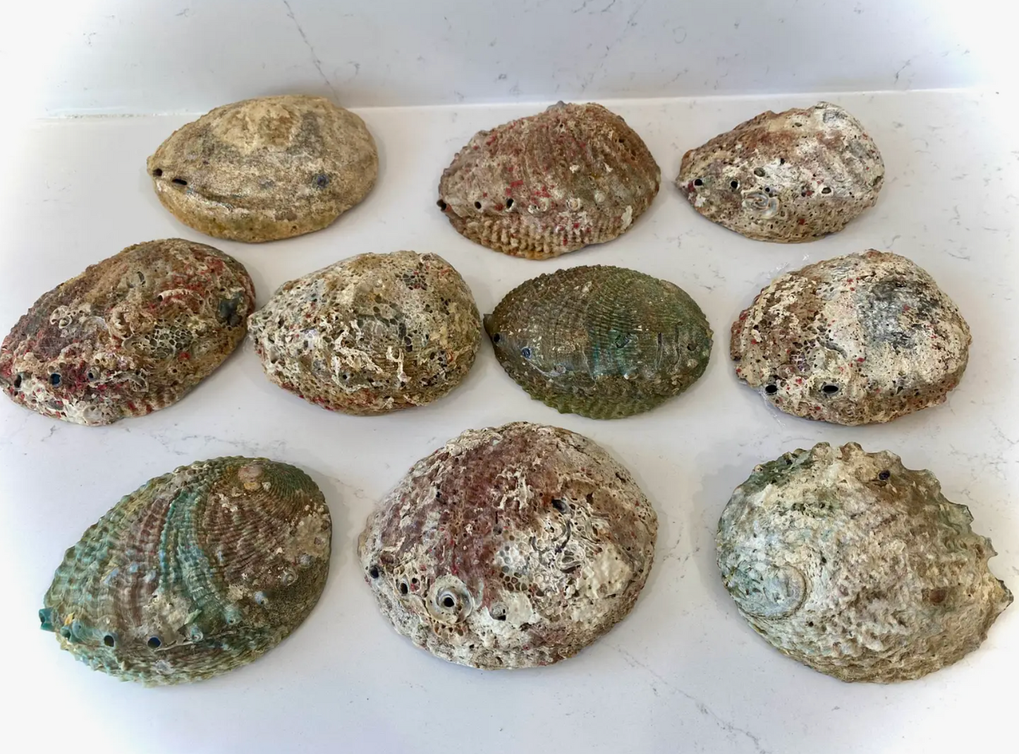 Abalone Shell Smudge Bowls